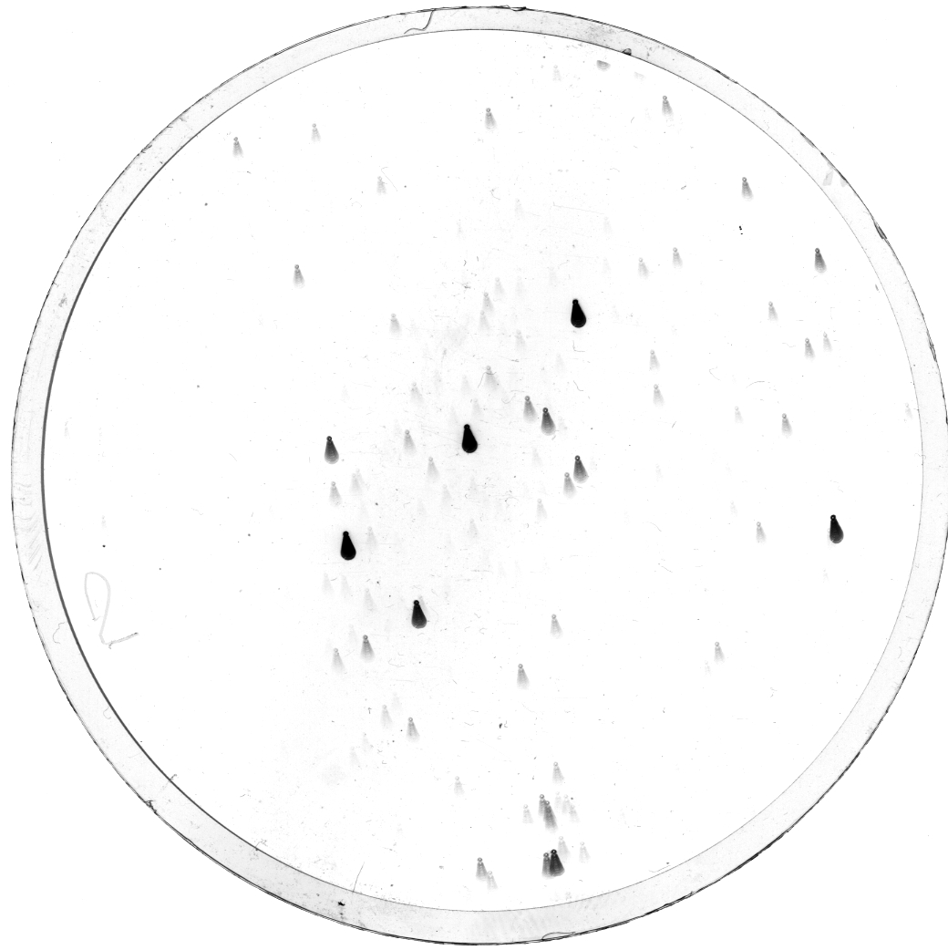 Plate preview